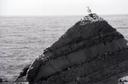 Seagull.